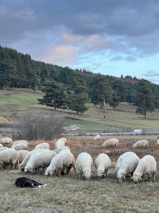 Oi de vânzare - rasa țigaie ruginie