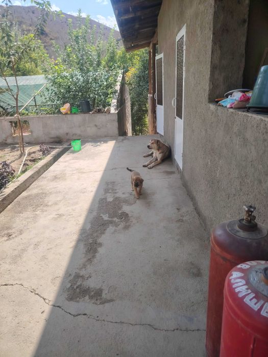 It bolasi zo'r. 39 kunlik bo'ldi. Oladiganlar tel qilsin