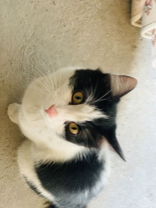 Кот домашний даром