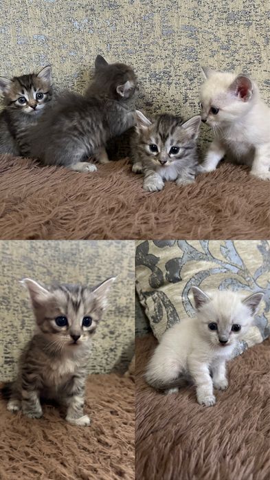 Отдам котят бесплатно