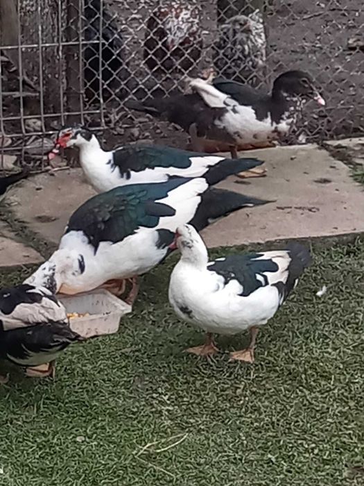 Rate Lesesti  tinere