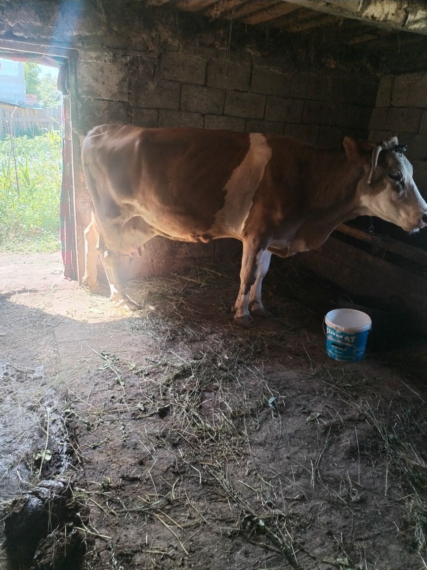Vind vaca gestanta în cinci luni