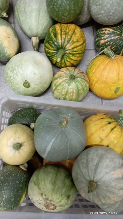 Продам домашнюю тыкву.Астана