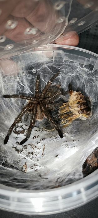 Harpactira pulchripes самец