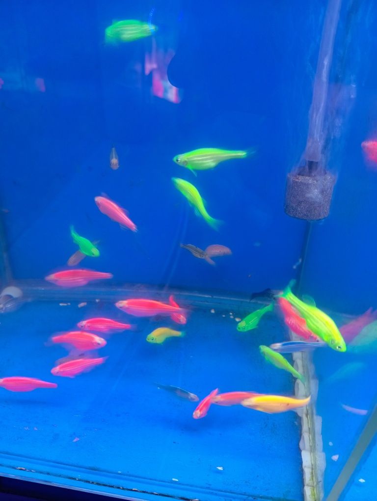 Danio Данио гло аквариумные рыбки akvarium baiqlari optm va dona