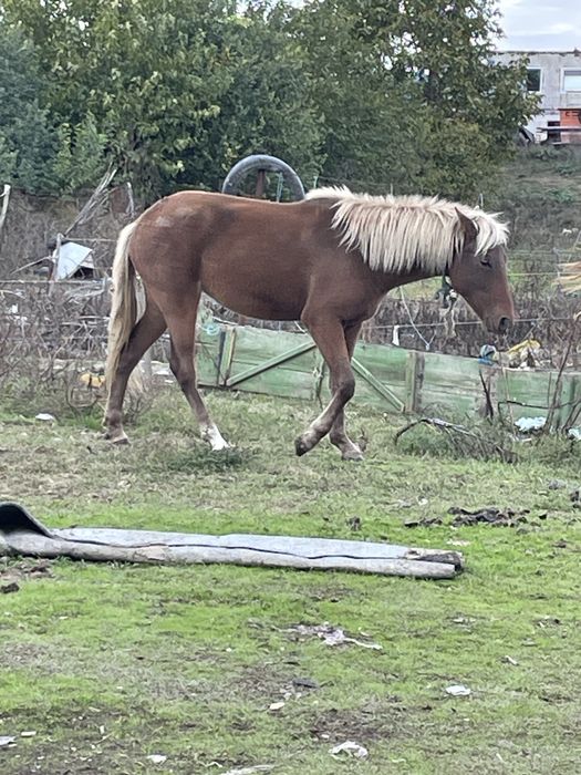 Vand 6 noatini tulcea