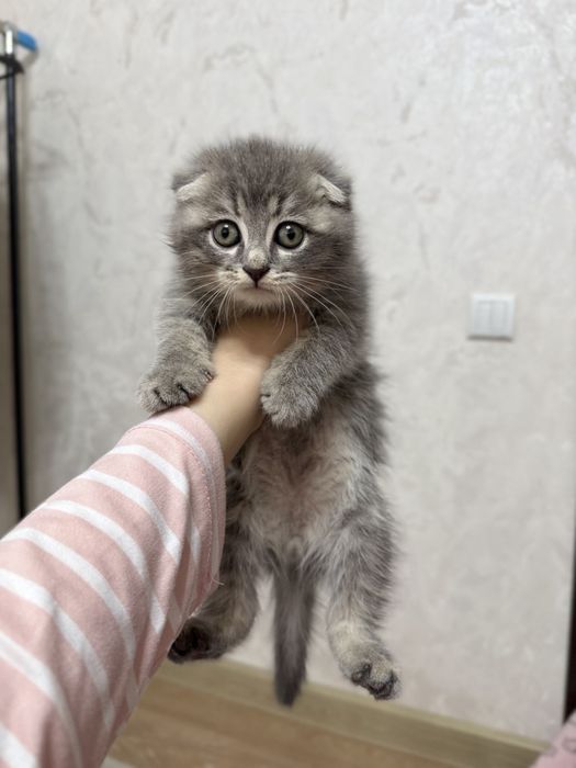 Mushuk, shinshilla va british fold bolasi