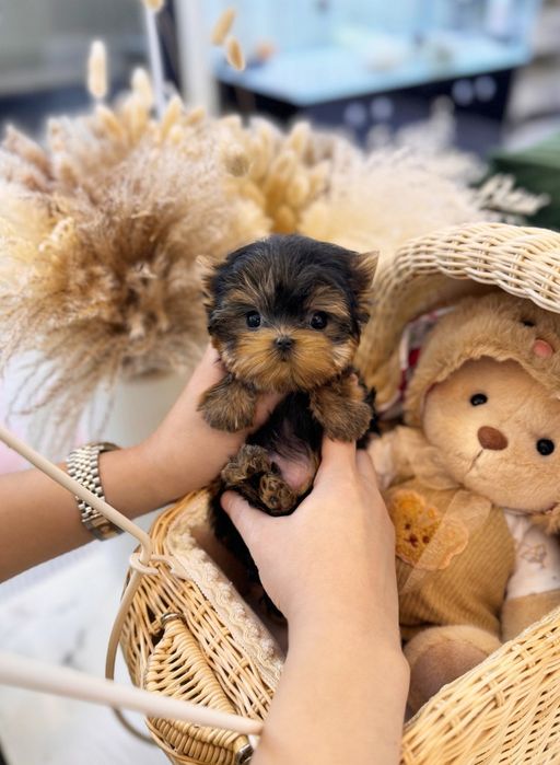 De vânzare Yorkshire Terrier Mini Toy 1.8 kg la maturitate
