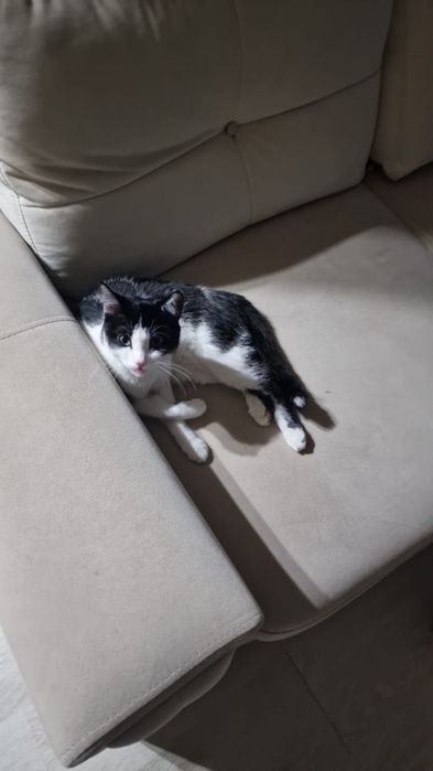 Потерялась кошка в районе Тауельсиздик