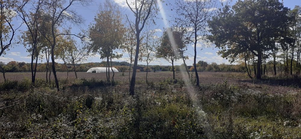 Teren intravilan comuna SACADAT, sat BORȘA, jud BIHOR