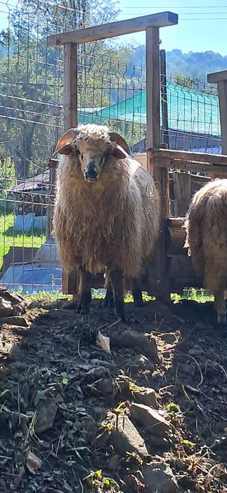 Vând berbec de rasă.