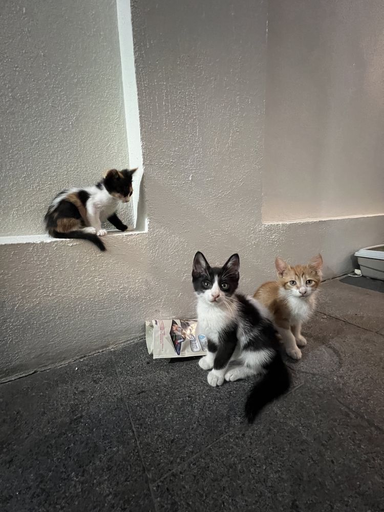 Donez 3 pisoi adorabili