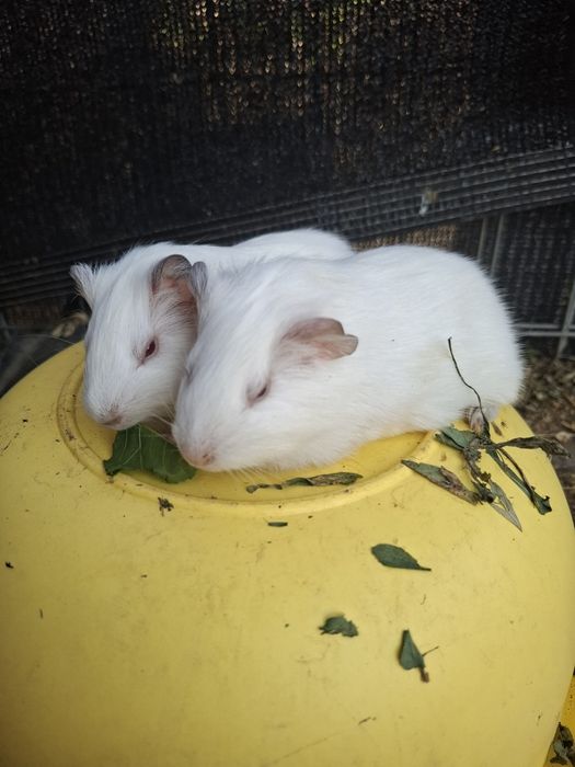 Porcușori de guineea