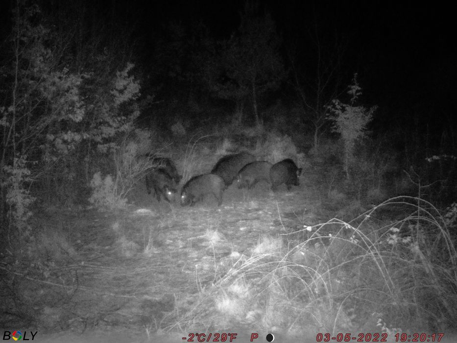 Bg410m 37Mp 2,7K video ForestCamLive