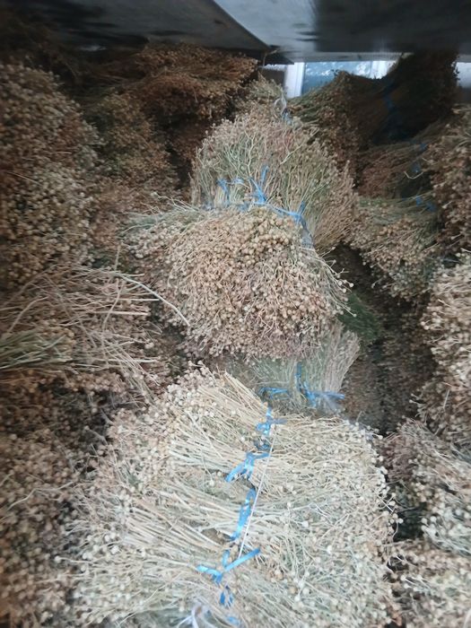 Продаётся исирик