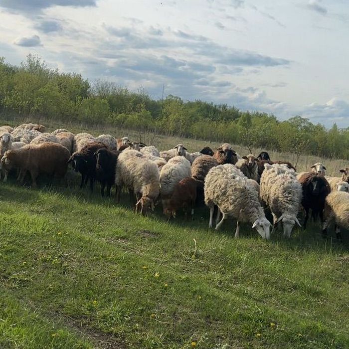 Баран на продажу