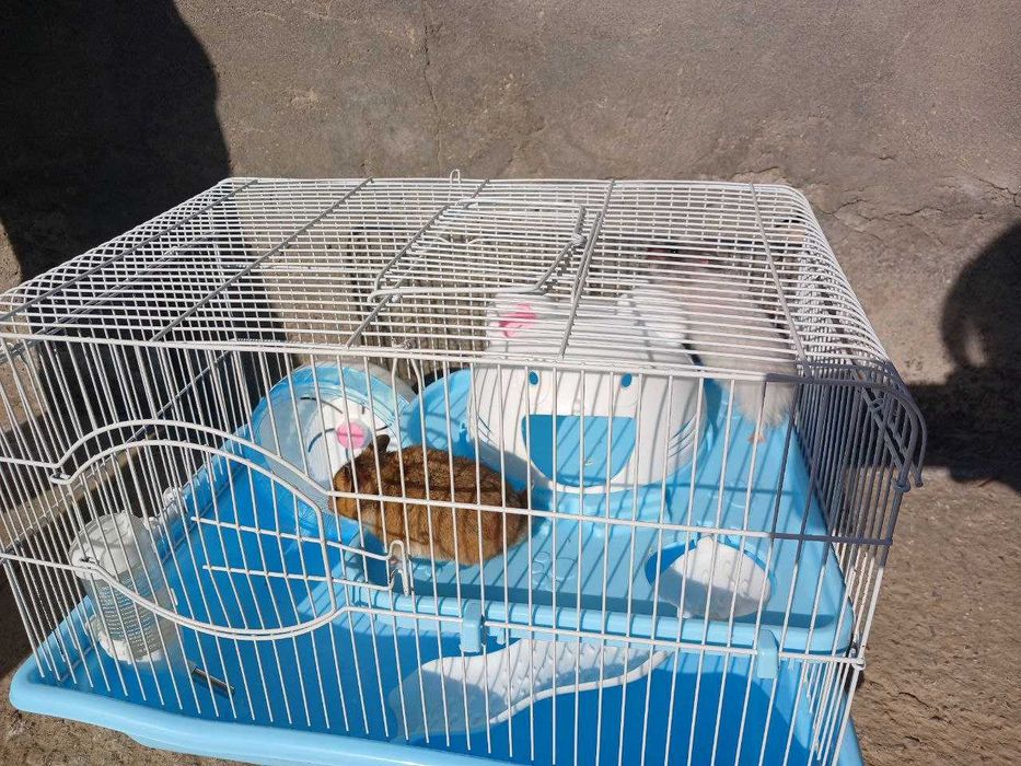 Xomyak 2 ta, qafasi bilan