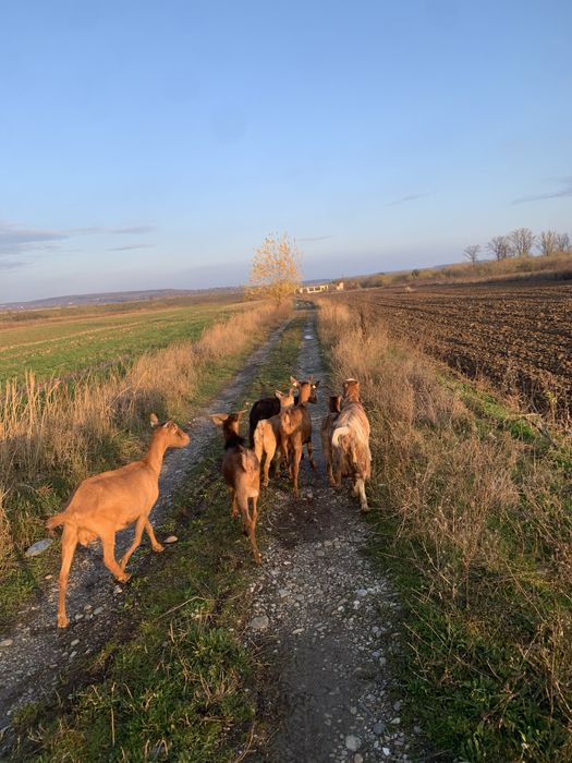 Vand 7 capre alpina!