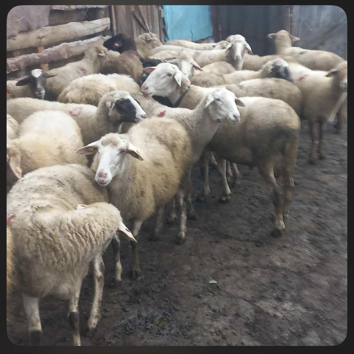 Овце и Коч За Продажба