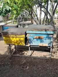 Пчелиная семья сатилади