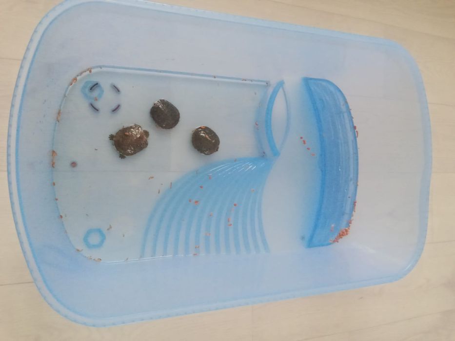 Продаю черепашки.