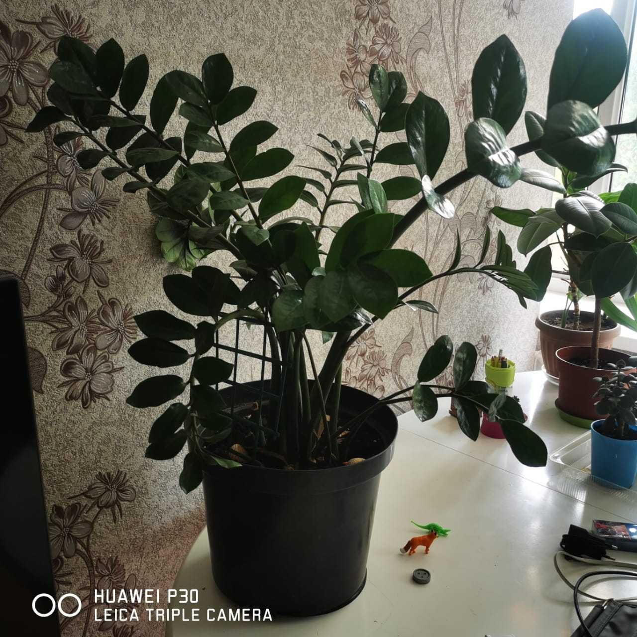 Продаю Замиокулькос (долларовое дерево)