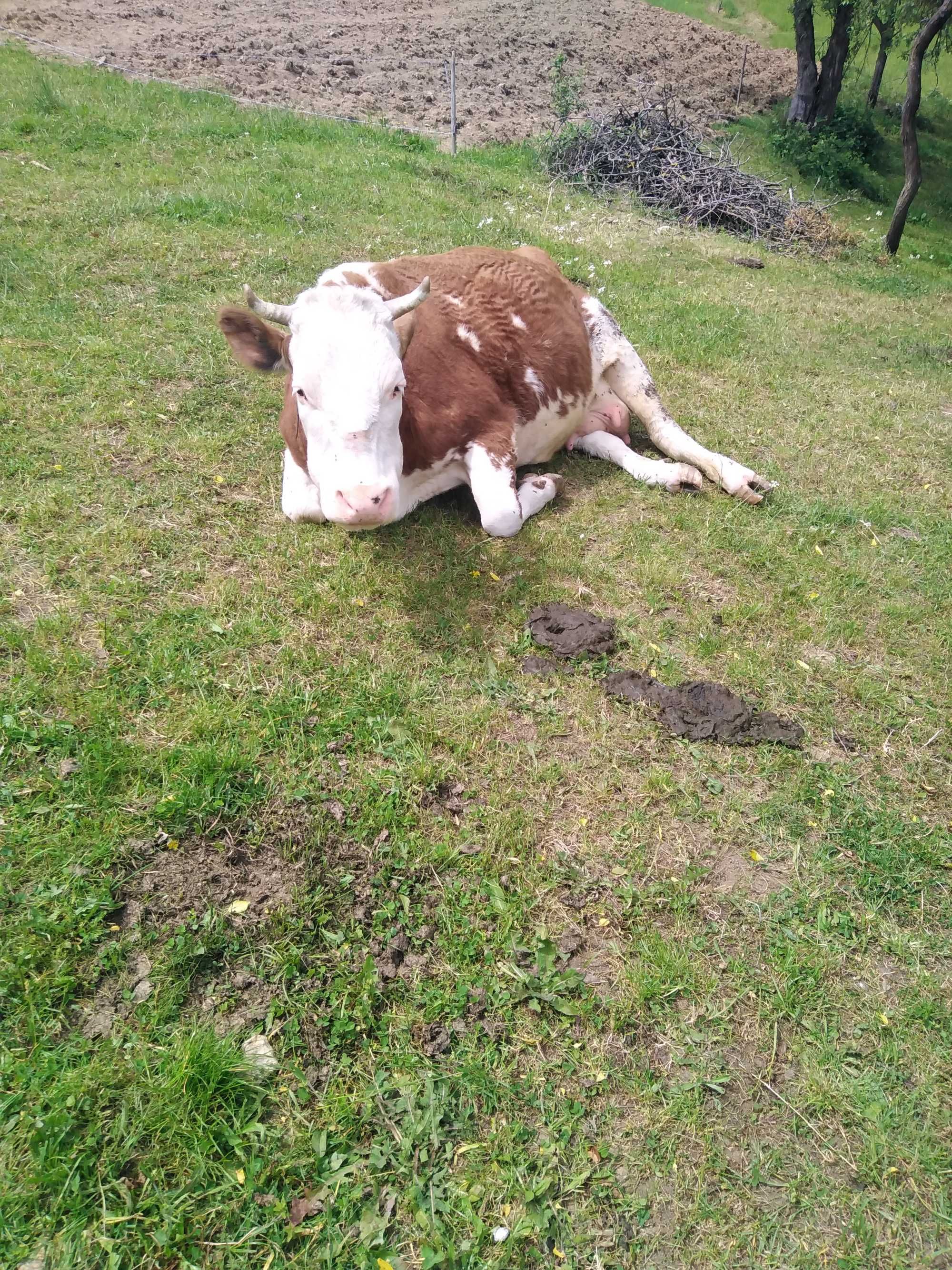 Vaca baltata românească de 5 ani