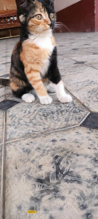 Zoti. Erkak Kaliko