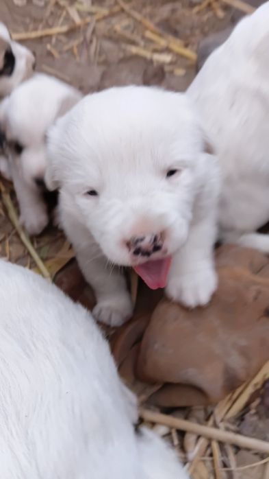 Chopon kuchuklar sotiladi