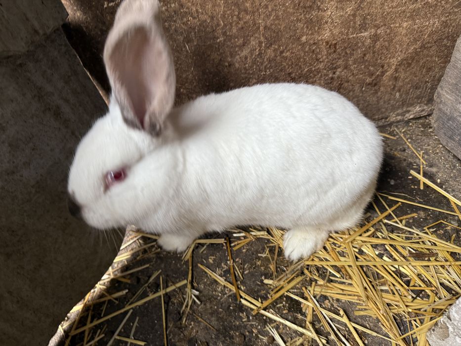 Vand femela urgent 150lei negociabil