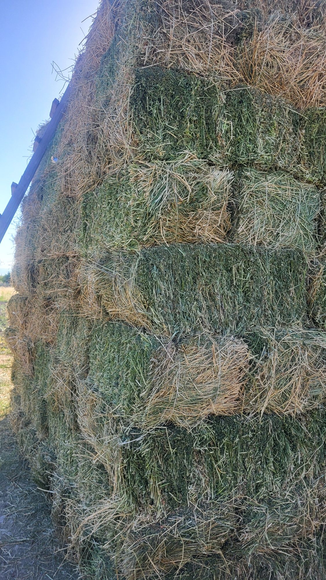 Жоңышқа (люцерна)