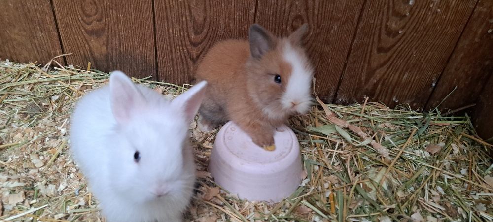 Iepuri de vanzare mici