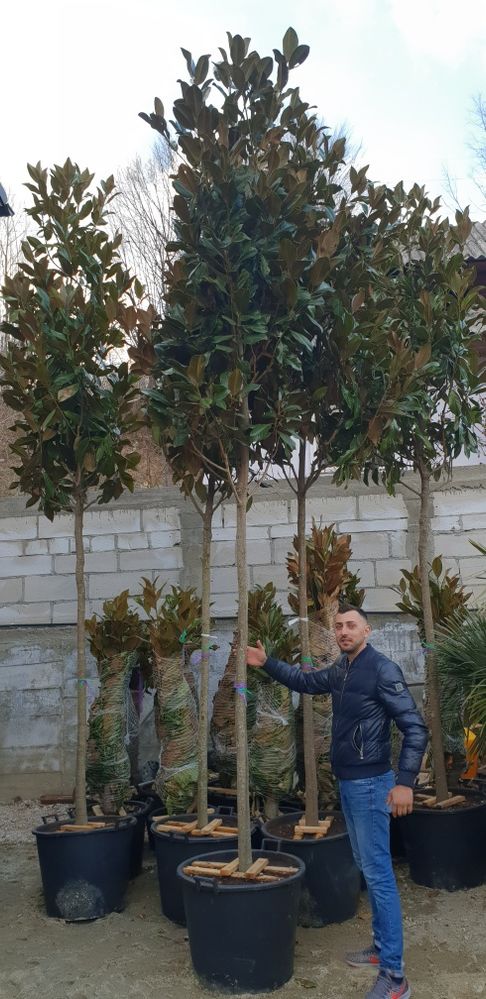 Magnolie grandiflora copac