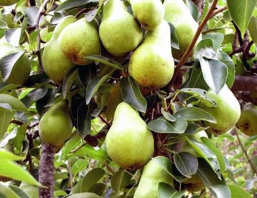 Pomi Fructiferi Străvechi Glia Strămoșească (Soiuri De Peri )