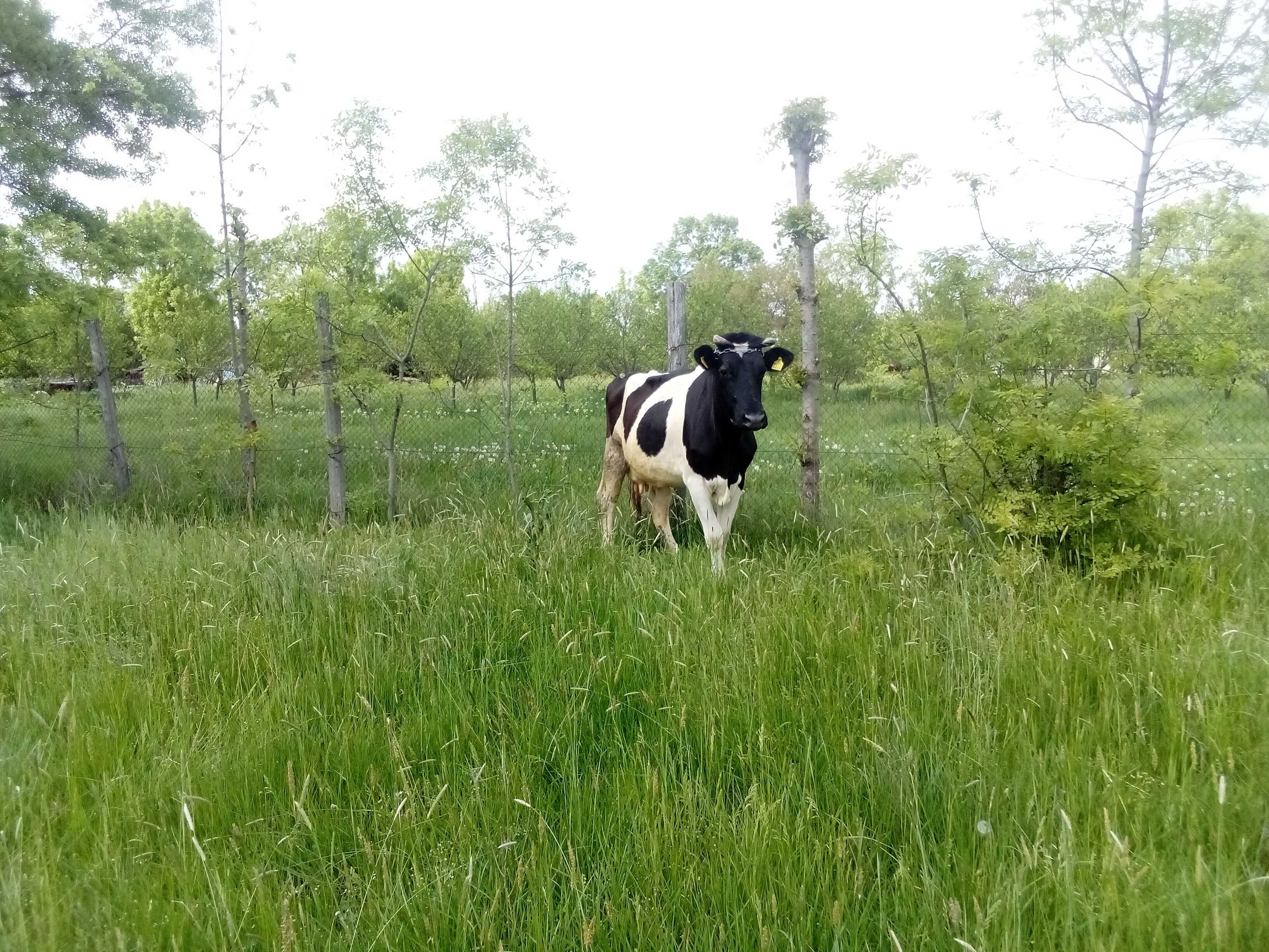 Vaca tânără buna de lapte