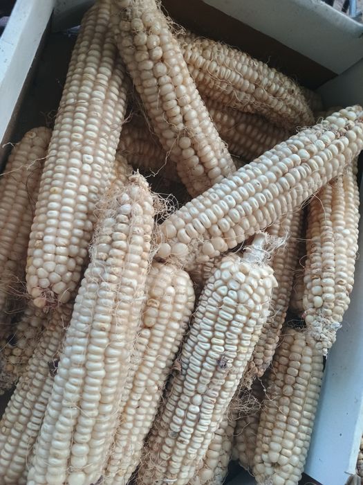 Продавам бяла царевица