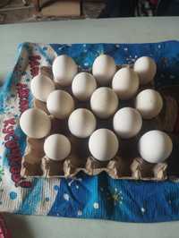 Яйца гусиные домашнии