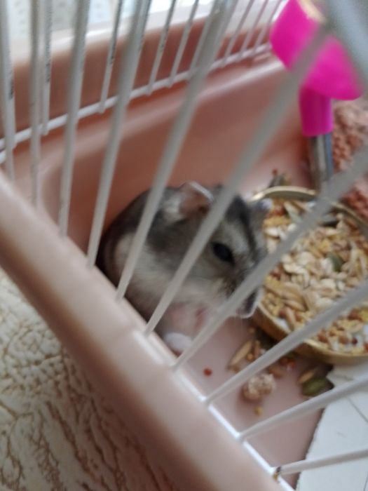 Продам хомячка девочка