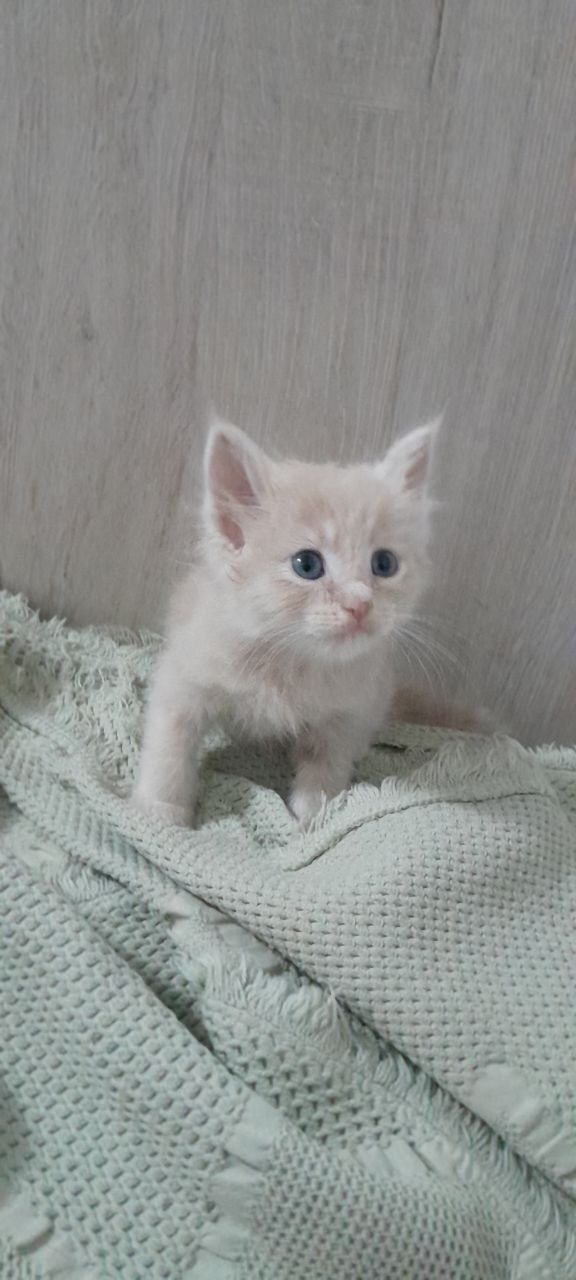 Глаза зелёные 1,5 месяца