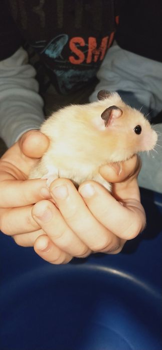 Хомяки два самца