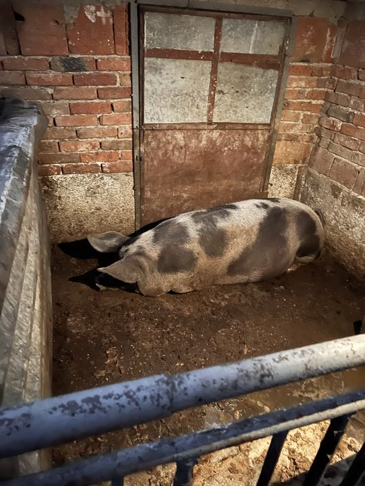 Малки прасета и майка