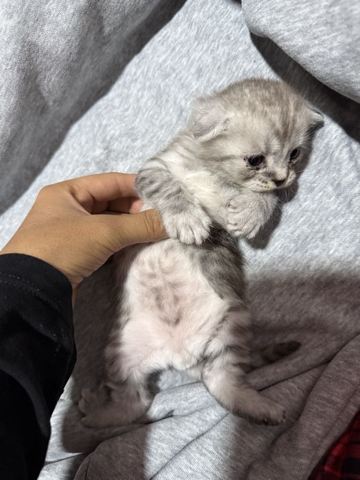 Scottish fold mushuk