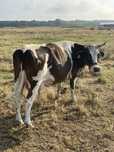 Vaca tanara al treilea vitel