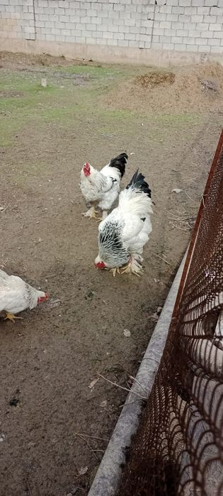 Тауық, қораздар сатылады пародасы брама