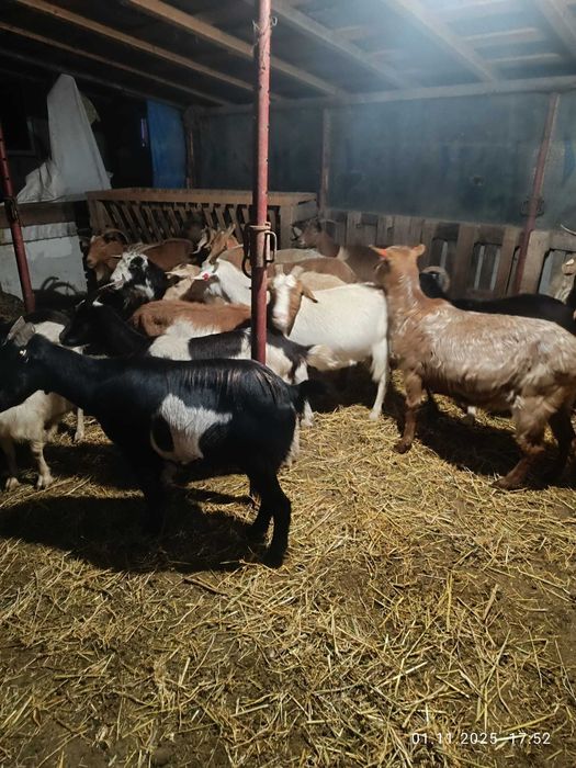 Vând 20 de capre bune