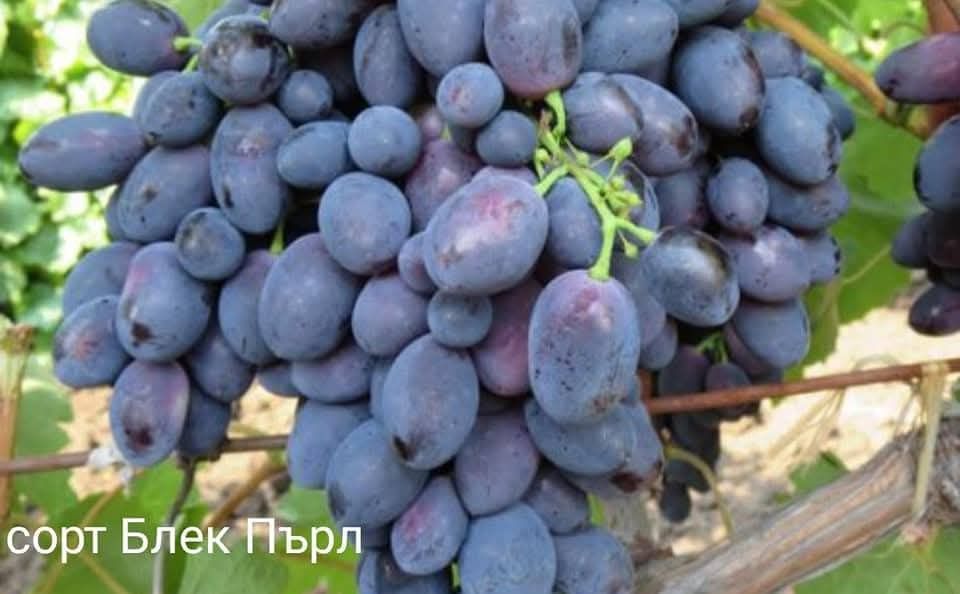 Лозов посадъчен материал и овощен посадъчен материал