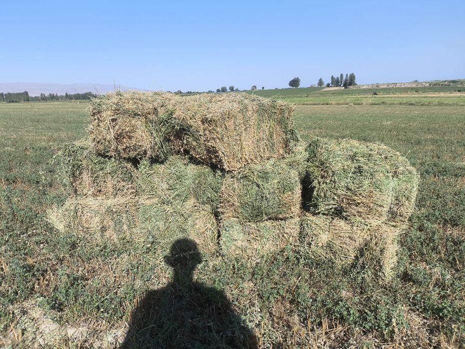 Beda press sotiladi razmer 70+