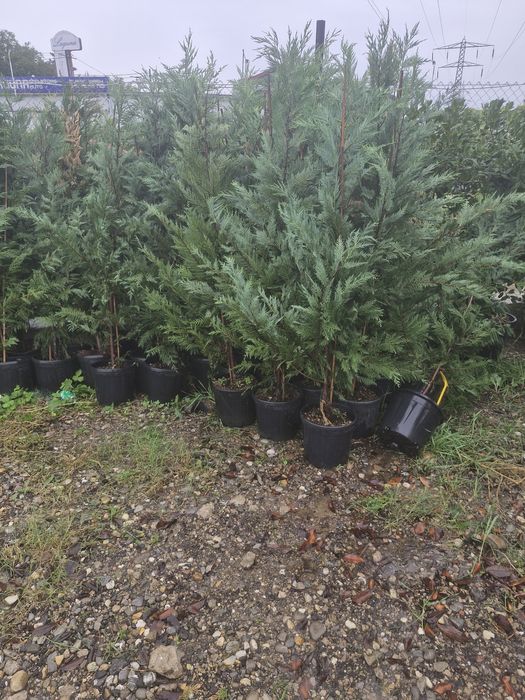 Tuia leylandii Tuia smarald