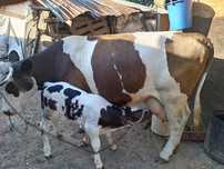 Vaca caută alt stăpân