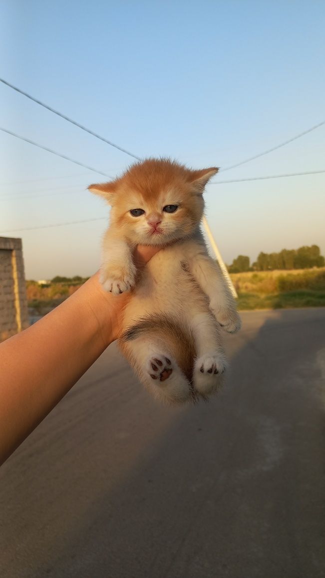 Продам котят золотые шиншиллы